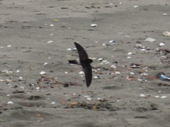 Aerodramus spodiopygius