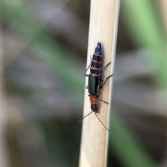 Carphurus angustatus