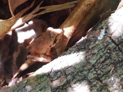 Pristimantis ramagii