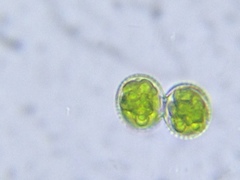 Cosmarium contractum