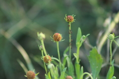 Helenium thurberi