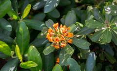 Gastrolobium bilobum