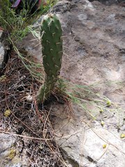 Opuntia lasiacantha