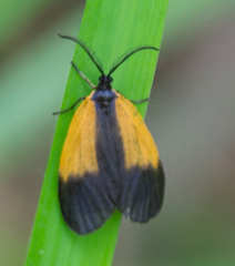 Pyromorpha dimidiata