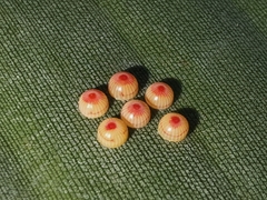 Erionota torus