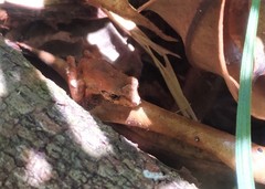 Pristimantis ramagii