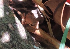 Pristimantis ramagii