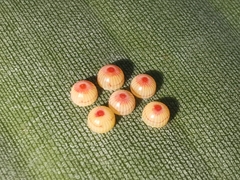 Erionota torus