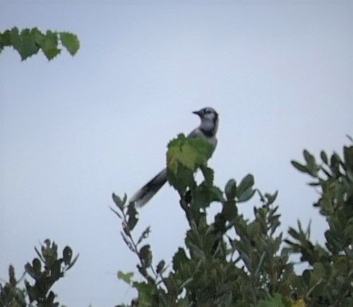 Cyanocitta cristata image