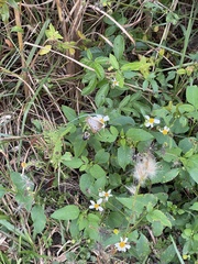 Bombus impatiens image