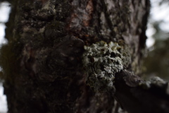 Hypogymnia occidentalis