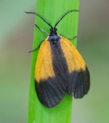 Pyromorpha dimidiata