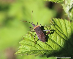 Leptoglossus chilensis