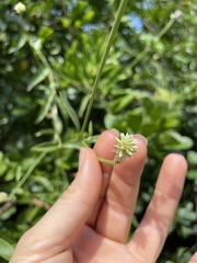 Alternanthera flavescens