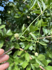 Alternanthera flavescens