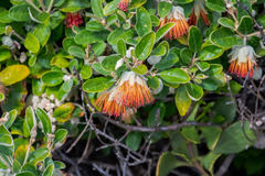 Diplolaena dampieri