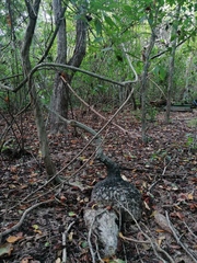 Ibervillea hypoleuca