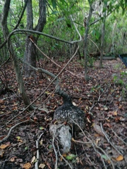 Ibervillea hypoleuca