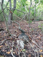 Ibervillea hypoleuca