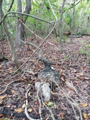 Ibervillea hypoleuca
