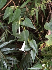 Tripterospermum luzonense