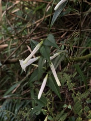 Tripterospermum luzonense