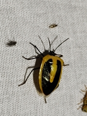 Arocera acroleuca
