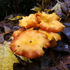 Hygrocybe constans
