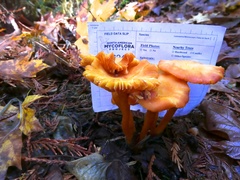 Hygrocybe constans