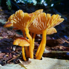 Hygrocybe constans