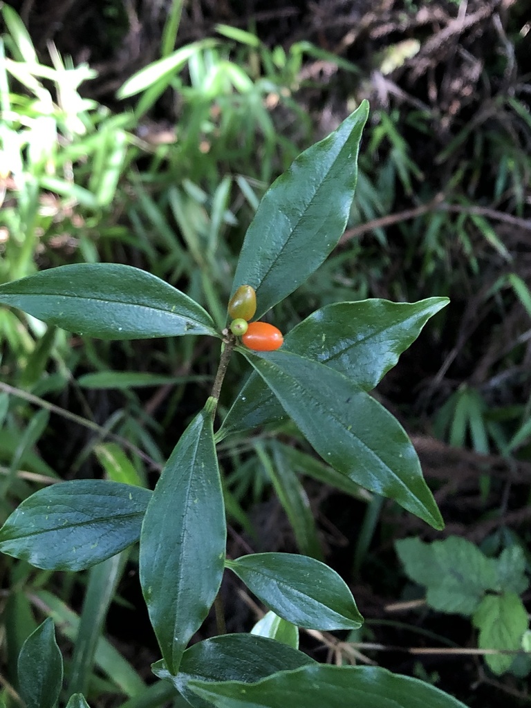 Daphne arisanensis, 阿里山鄉, TW, by jodyhsieh