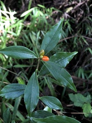 Daphne arisanensis