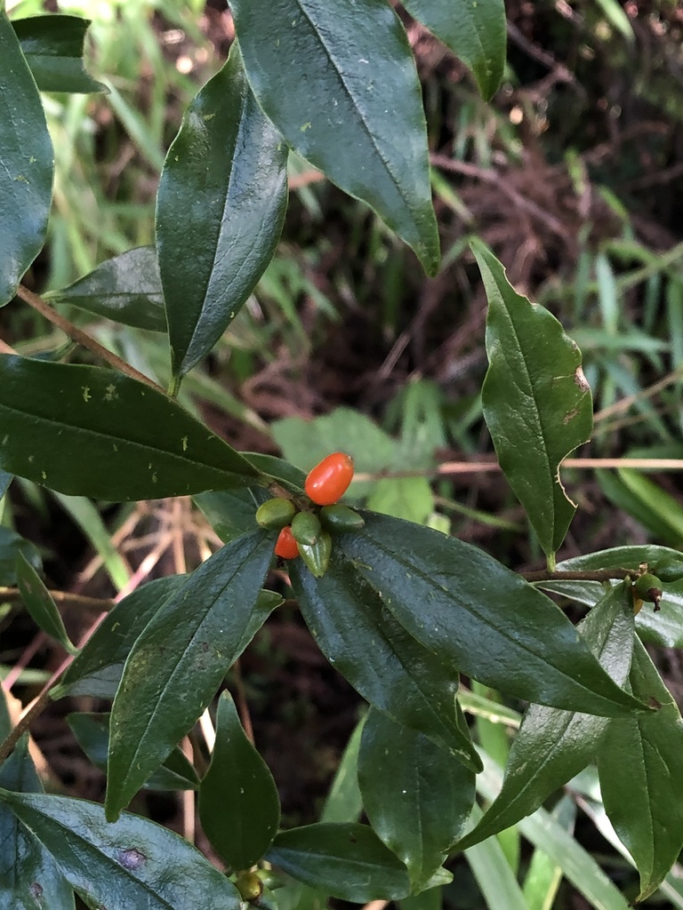 Daphne arisanensis, 阿里山鄉, TW, by jodyhsieh