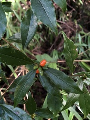 Daphne arisanensis