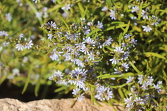 Scaevola cunninghamii