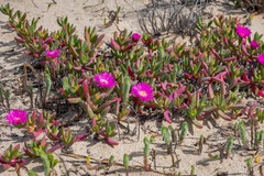 Carpobrotus virescens