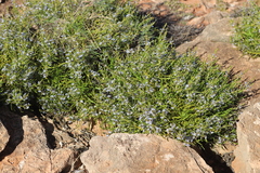 Scaevola cunninghamii