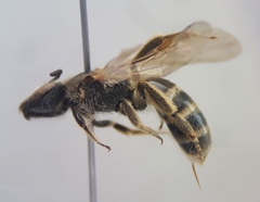 Lasioglossum subhirtum