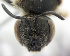 Lasioglossum subhirtum