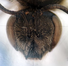 Lasioglossum subhirtum