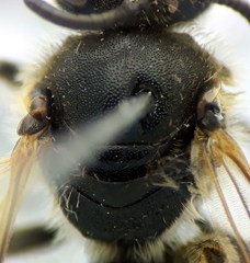 Lasioglossum subhirtum