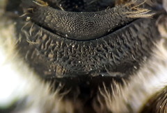 Lasioglossum subhirtum