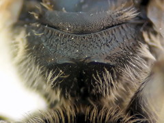 Lasioglossum subhirtum