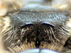 Lasioglossum subhirtum