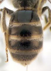 Lasioglossum subhirtum