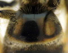 Lasioglossum subhirtum