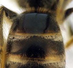 Lasioglossum subhirtum