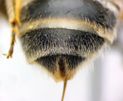 Lasioglossum subhirtum