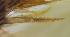 Lasioglossum subhirtum