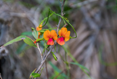 Chorizema diversifolium